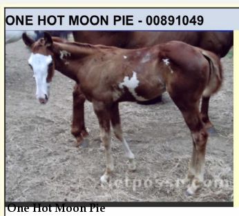 One Hot Moon Pie